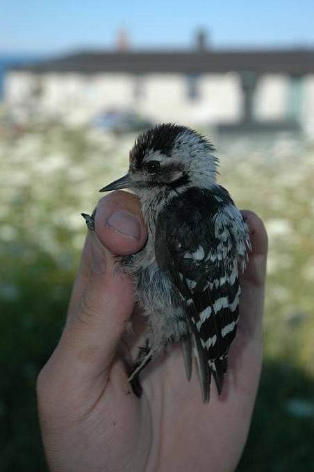 Lesser Spotted Woodpecker, Sundre 20040727